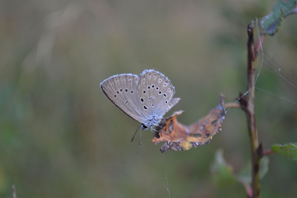Glaucopsyche teleius?